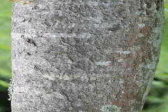 Cochlospermum religiosum